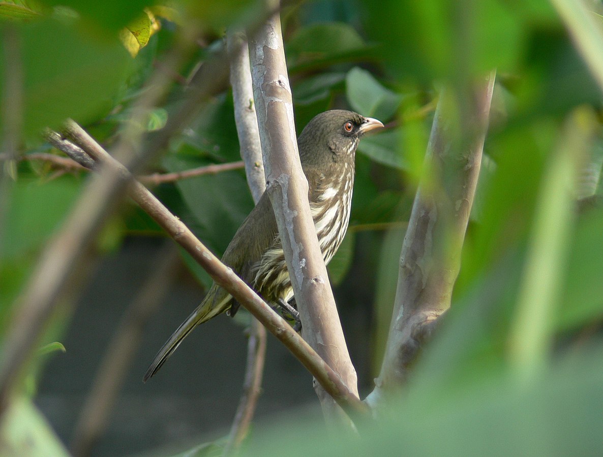 animal endémico de Republica dominicana