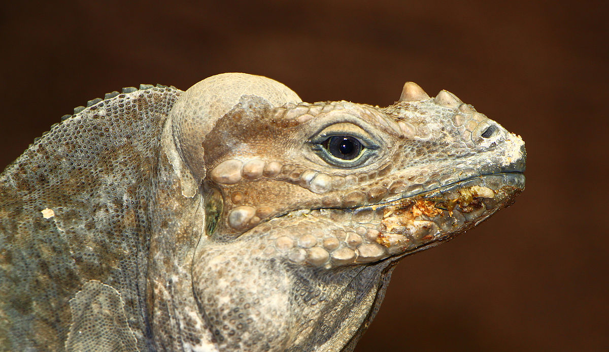 animal endémico de republica dominicana