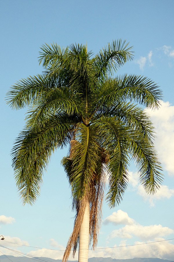 palma real dominicana