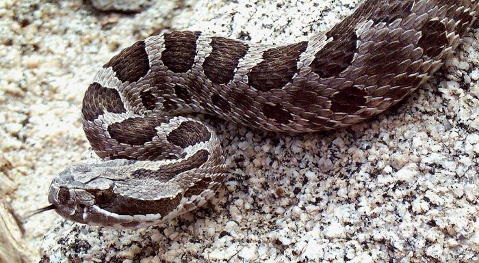 serpiente de cascabel mexicana