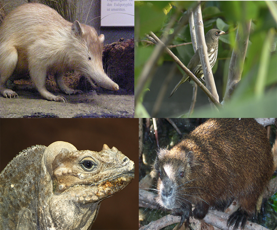 Especies endémicas de república dominicana